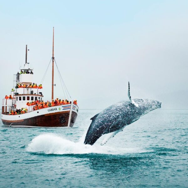 ล่องเรือชมปลาวาฬ กับ ทัวร์ไอซ์แลนด์